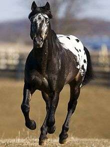 A horse faced toward the camera, with black fur covering most of the front of its body and black spotting on the white fur covering the back part of its body. Its mane and tail are solid black, and a pastoral setting appears on the background.