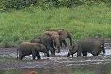 Baby elephants running in a stream between two adults