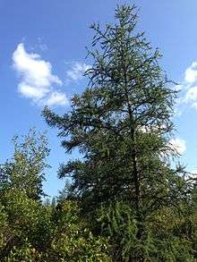 Tamarack tree at the Kent Bog.