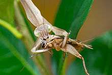 Mantis eating a cricket