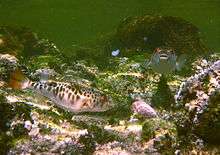 Two fish with brown markings swim in shallow water.