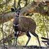 A bushbuck appearing flat sided through countershading