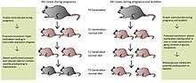 Protein-restricted (PR) diets fed to maternal mice leads to transgenerational effects in the offspring, up to the F3 generation depending on the length of protein restriction. All offspring are adequately fed, i.e. are not on a PR-diet. Grey mice represent wild-type phenotypes and pink mice represent offspring with either a genetic predisposition to hypertension (maternal rat fed PR-diet during pregnancy) or diabetes (maternal rat fed PR-diet during pregnancy and lactation). Mechanisms behind PR-diets are only proposed, as further research is needed to confirm their exact pathways