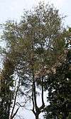 Tall conifer with dark green needles and thin branches and trunk