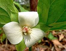 Trillium cernuum.jpg