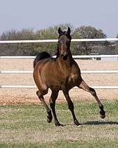 A dark horse moving towards the camera with head held high and legs striding forward.