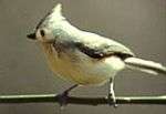 A small gray-and-white bird with a crest strikes an active pose.