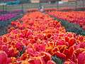 Tulip Garden in Kashmir.jpg