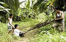 A boy sits on a large leaf that is pulled by an older boy. Another boy looks at them.