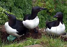 Three black and white birds stand on a dirt ledge with green vegetation in the background. One bird has a large pointed blue egg underneath it.