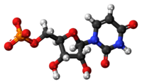 Ball-and-stick model of the UMP molecule as an anion