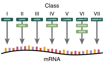 A diagram showing how the Baltimore Classification is based on a virus's DNA or RNA and method of mRNA synthesis