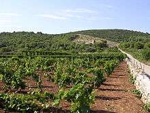 A photograph of a hilly area covered in green plants with a white wall running from the foreground to the horizon and a light blue sky above