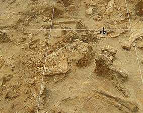 Fossils in situ at the West Coast Fossil Park excavations.