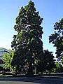 Waldo Park redwood tree Salem, Oregon.JPG