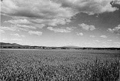 Camas field on Weippe Prairie.