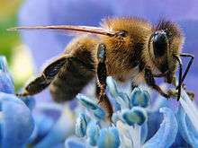 Western Honey Bee.