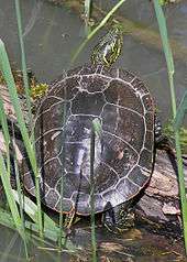 turtle on log looking up, we see it from the rear