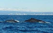 Photo of whales at surface with buildings in the background