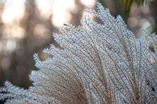 WinterMiscanthus.jpg