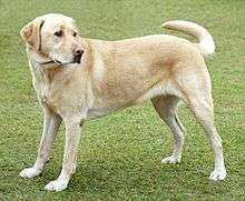 Labrador Retriever image