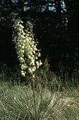 Inflorescence