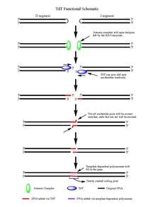 This image shows the mechanism explained in the article.